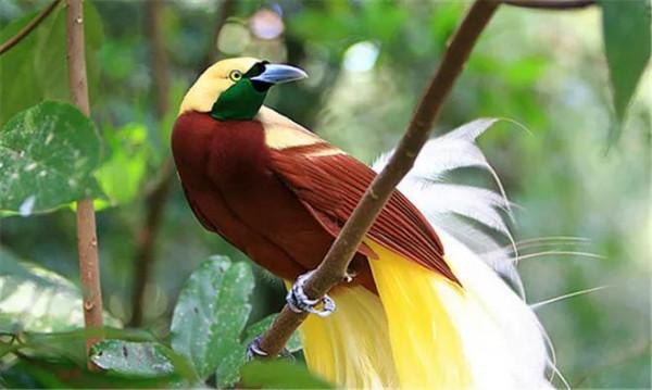 天上飛來極樂鳥