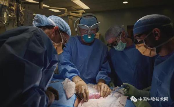 世界首例！豬腎已被移植到人體內，暫時未發生排異反應