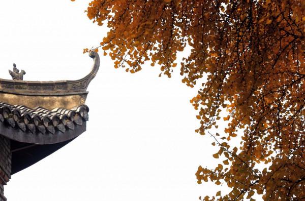 小雪節氣陶醉在迷人的銀杏黃中