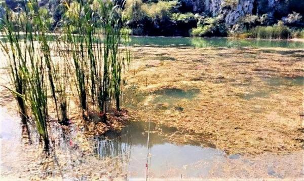 冬季野釣,你得會釣草,這三個有草的位置,草底下都是魚 冬季野釣,你得會釣草,這三個有草的位置,草底下都是魚