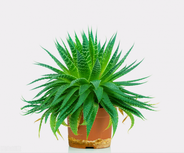 一花一世界、一佛一如來、失眠睡不好，選棵氧氣花 香豔又安神