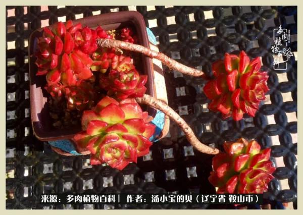 大東北的漫長冬季，我與多肉一起冬眠