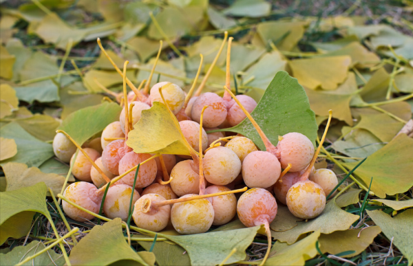 “越漂亮的花越有毒”!認識11種“有毒植物”,遠離危害 “越漂亮的花越有毒”!認識11種“有毒植物”,遠離危害