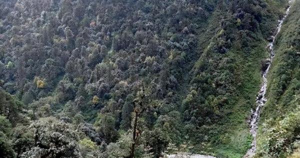 1942年3萬遠征軍慘死野人山，僅有一名女兵倖存，她經歷了什麼？