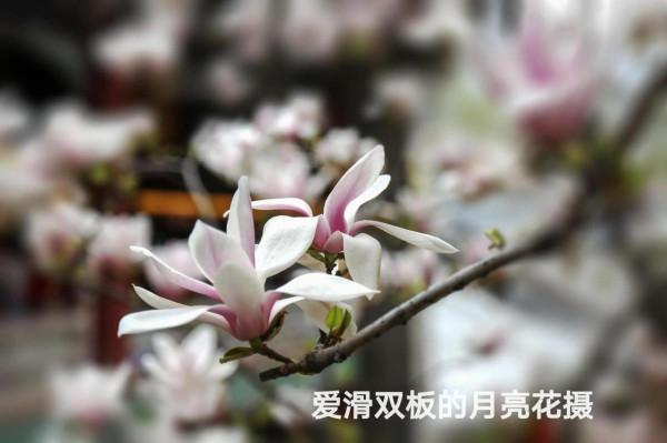 古剎幽蘭之醉賞潭柘寺“二喬” 古剎幽蘭之醉賞潭柘寺“二喬”