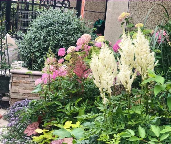 九種洋氣花，名字很“難聽”，建議別嫌棄，養好了也能美出天際