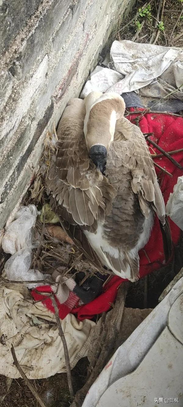 養的獅頭鵝孵了30天左右，終於出小鵝了