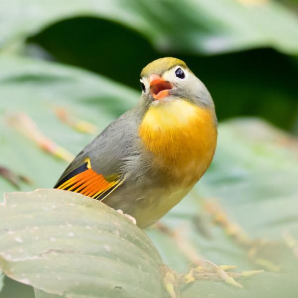 2009年，湖南20只相思鳥集體“自殺”，莫非鳥殉情的傳聞是真的？