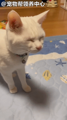 貓咪陷入零食和上藥的糾結，一會靠近，一會遲疑的表情笑噴眾人