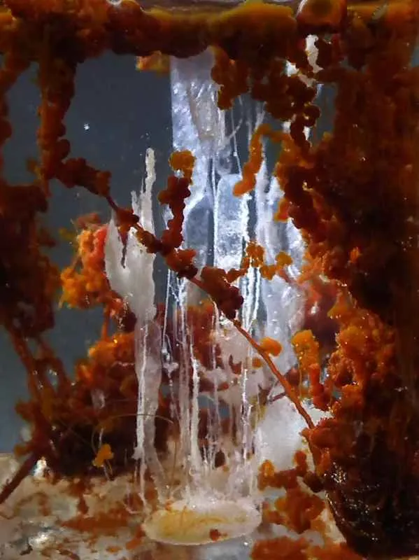 水晶化學園實驗:金屬鹽與矽酸鈉變身水上花園 水晶化學園實驗:金屬鹽與矽酸鈉變身水上花園