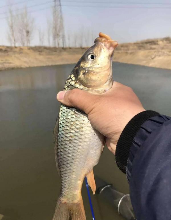 休閒野釣，到底要怎麼調票？