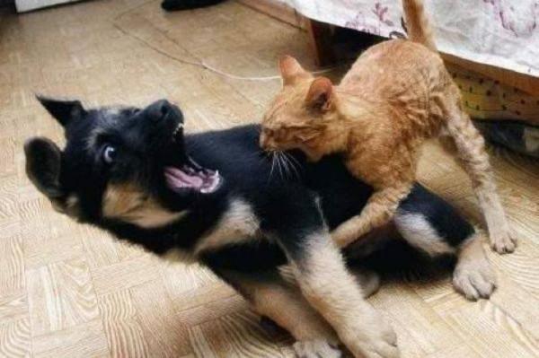 完美定時的寵物照片會讓你的一天變得更美好 完美定時的寵物照片會讓你的一天變得更美好