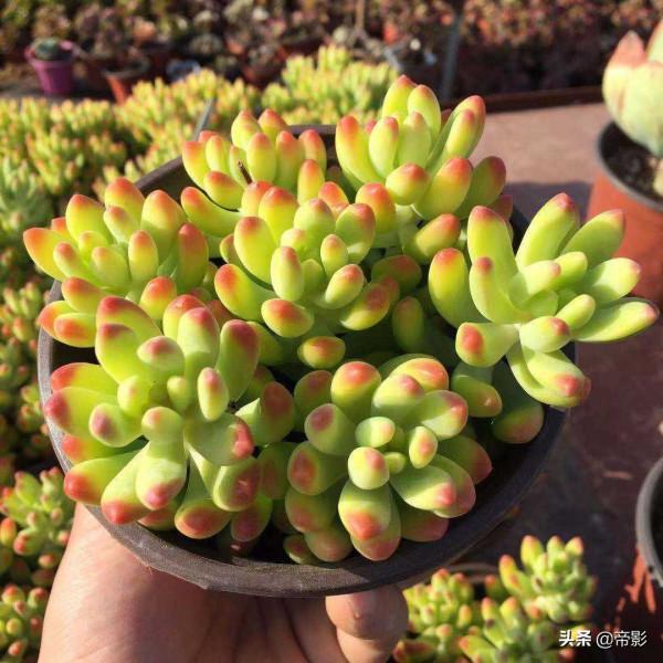 自帶香氣的多肉，不僅顏值高，養護起來還不難，有你喜歡的嗎