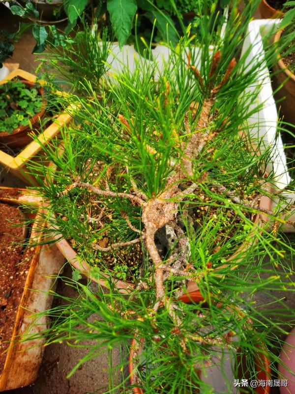 黃山松第三種逼芽技巧（截流逼芽）