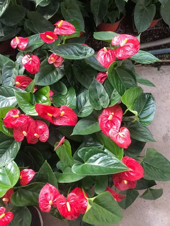 7種“漂亮花”紅火又吉利,冬天養一盆,花期在春節,旺財旺事業 7種“漂亮花”紅火又吉利,冬天養一盆,花期在春節,旺財旺事業