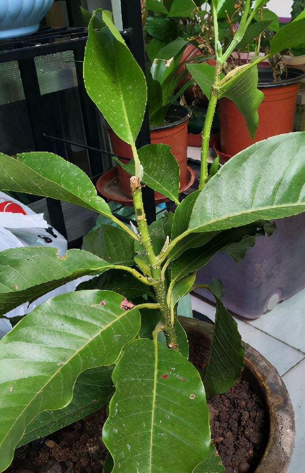 我不喜歡的4種花,養了之後才知道,缺點多於優點 我不喜歡的4種花,養了之後才知道,缺點多於優點