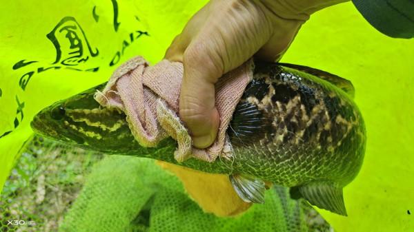 “傷人魚”排名了，釣到解鉤需小心，輕則疼痛幾天，重則截肢