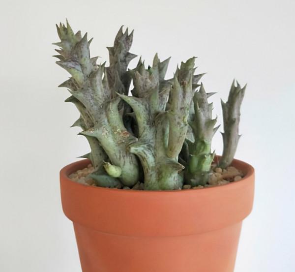 6種有毒的多肉植物，沒準你家就養了，養護要小心