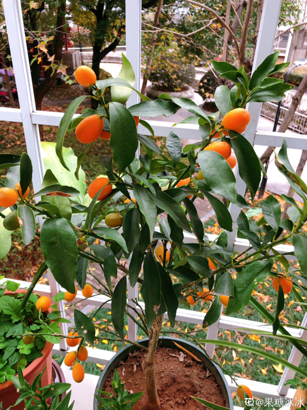 盆栽柑橘想結果,只需5個步驟,養好了就能結出“金元寶” 盆栽柑橘想結果,只需5個步驟,養好了就能結出“金元寶”