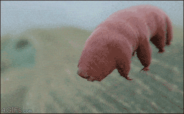 震驚:能在真空和太陽輻射下生存,這真的是地球生物嗎? 震驚:能在真空和太陽輻射下生存,這真的是地球生物嗎?