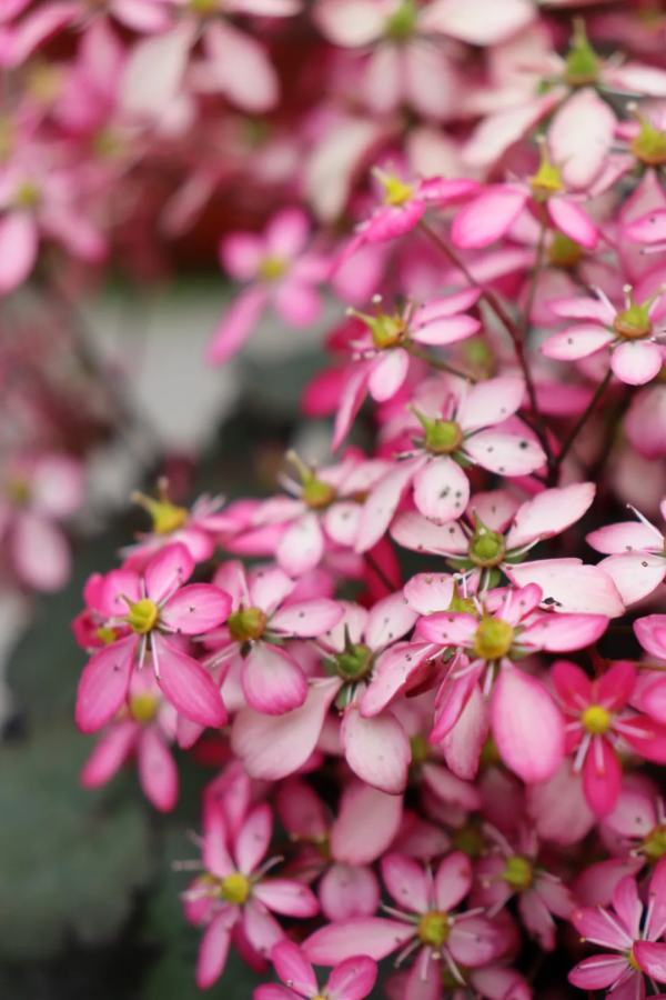 瑞虎迎春，虎耳招財！翩翩起舞的小精靈，輕鬆開成夢幻花毯