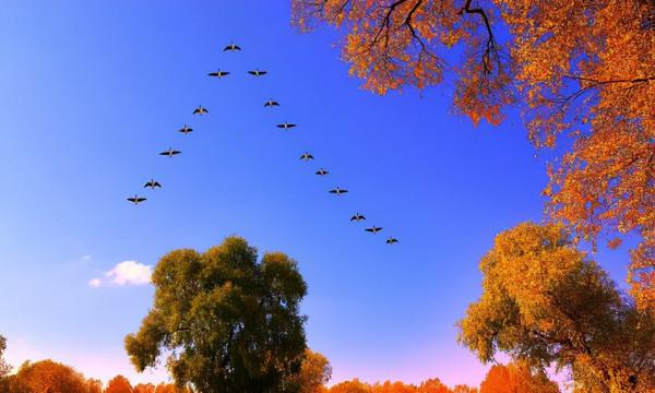 原創詩詞-李樹林 | 秋色繽紛敢勝春，老夫聊發少年狂（詠秋十題）