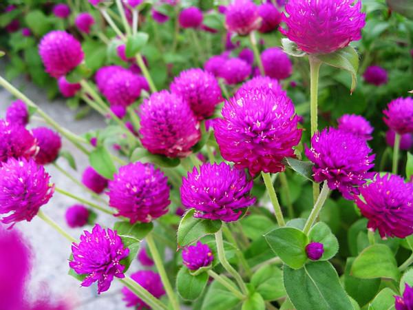 100種常見花卉的播種栽培大全,送給愛養花的你 100種常見花卉的播種栽培大全,送給愛養花的你