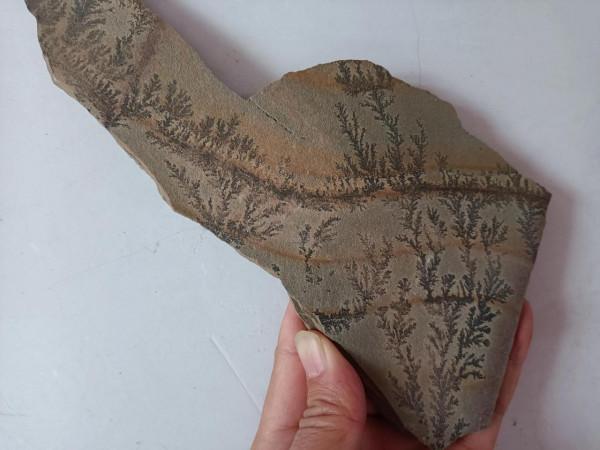 這栩栩如生的圖案是化石嗎? 這栩栩如生的圖案是化石嗎?