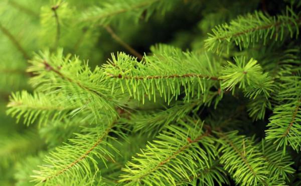 長生不老藥？新疆冷杉被發現能“續命”，網友：我國早就人工栽培