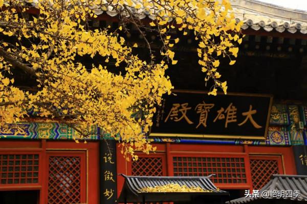 紅螺寺的秋,即使在陰霾的天氣,也是如此金黃燦爛 紅螺寺的秋,即使在陰霾的天氣,也是如此金黃燦爛