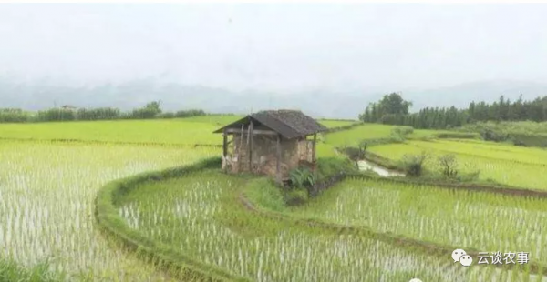 快看——稻田裡的那條魚