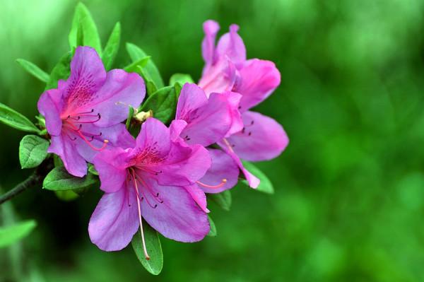 杜鵑小苗為何難栽不易成活,葉子驟然大量變白是何緣故? 杜鵑小苗為何難栽不易成活,葉子驟然大量變白是何緣故?