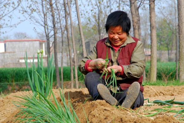 移栽大蔥，為何將蔥秧曬一曬再定植？難道趁鮮移栽不好嗎