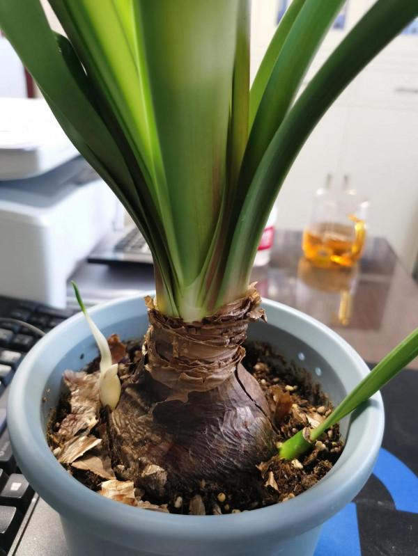 我的朱頂紅(二) 我的朱頂紅(二)