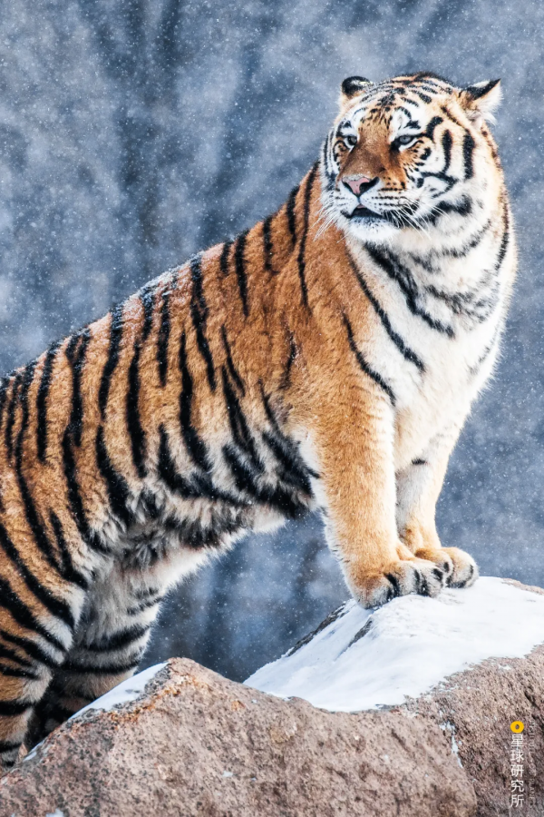 &quot&semi;meng&quot&semi;虎出山，虎年新春帶你看老虎的前世今生