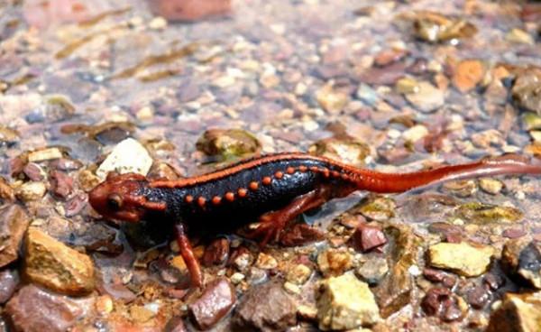 尋找《雲南蟲谷》中的C位生物之神奇動物 你見過嗎？