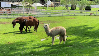 驚豔！海淀這個藝術園區繁花似海，還有戶外音樂營地、親子牧場......滿滿文藝範兒！