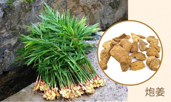 每天學習一味中藥——炮姜 每天學習一味中藥——炮姜