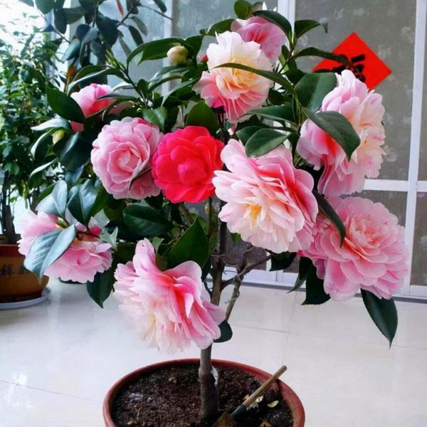 喜歡養花的朋友,不如養一顆比香水還香的茶花——香妃 喜歡養花的朋友,不如養一顆比香水還香的茶花——香妃