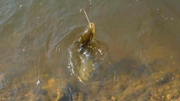 不少釣友有“打窩強迫症”，但這些時候完全可以不打窩子