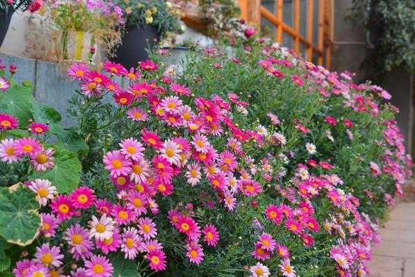 第一次發現,家裡這些垃圾用來養花,是這麼實用 第一次發現,家裡這些垃圾用來養花,是這麼實用