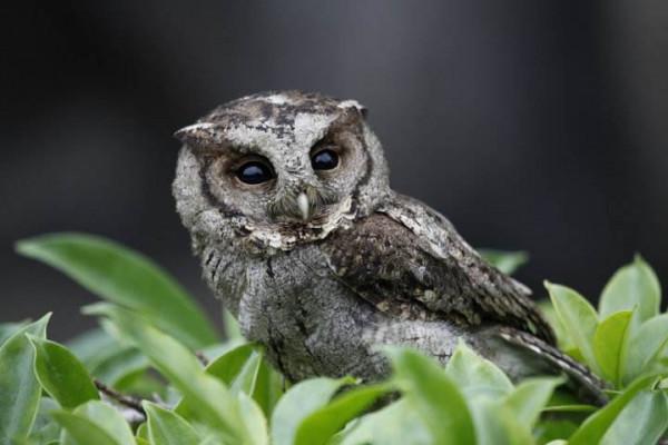 農村常見的7種鳥，夜裡叫聲能嚇哭小孩，有一種叫鬼鴞