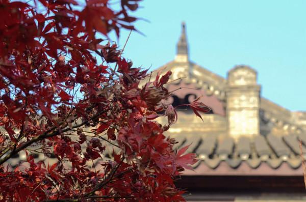 小雪節氣陶醉在迷人的銀杏黃中