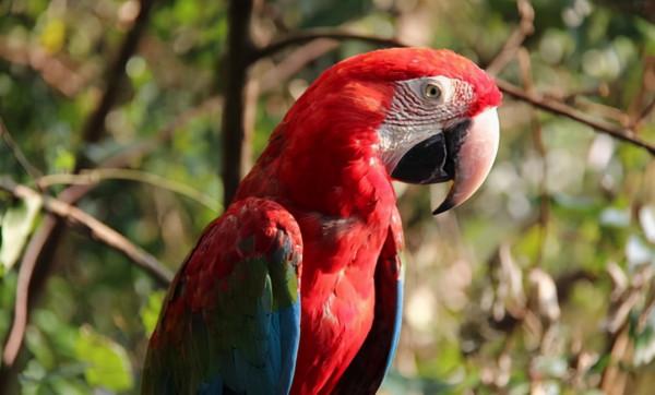 唐朝男子被妻子毒殺，為他伸冤成功的卻是一隻鸚鵡