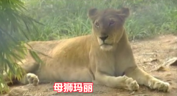 動物園裡一對獅虎情投意合，講述獅虎愛情故事，結果如何？