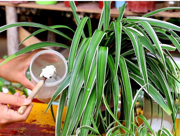 5種花“太貪吃”，不施肥，不換盆，很難養好