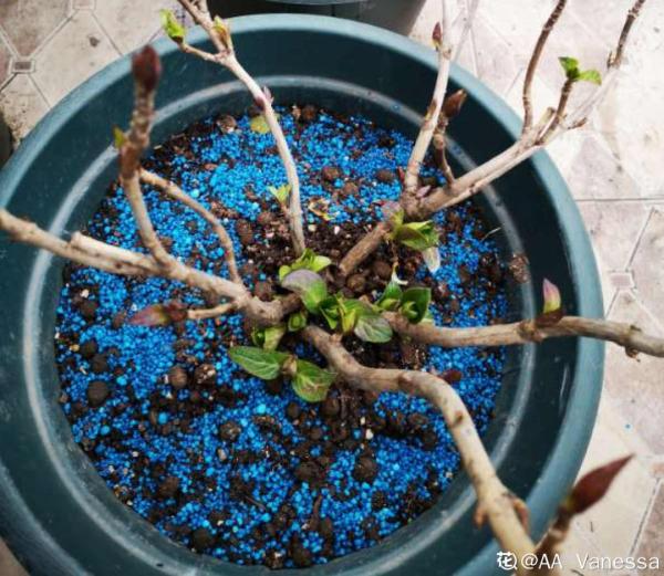 植物搬出門,痛快淋場雨,植物越來越旺 植物搬出門,痛快淋場雨,植物越來越旺