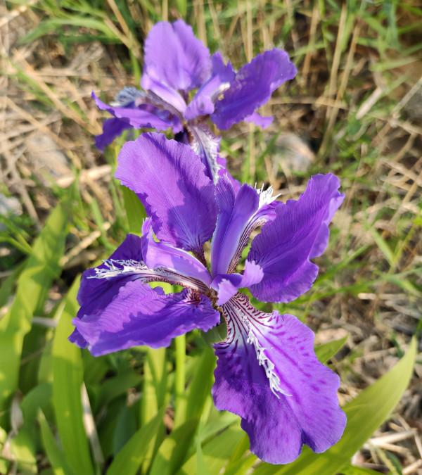 家有小孩和寵物，不要養這8種花，食用了得馬上去醫院