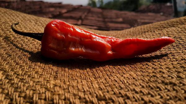 秋季晝夜溫差大，多吃這10種食物可以預防感冒