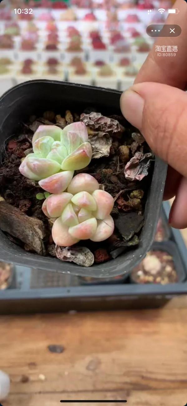 看了就想養的多肉啊